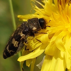 Acmaeodera diffusa