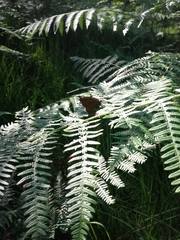 Coenonympha oedippus
