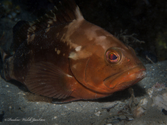 Epinephelus morio