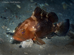 Epinephelus morio