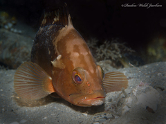 Epinephelus morio