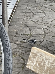 Motacilla alba yarrellii