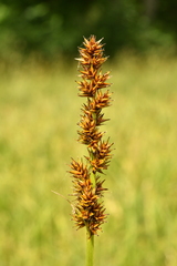 Carex vulpina