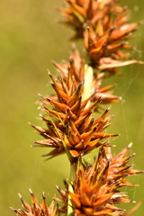 Carex vulpina