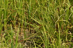Carex vulpina