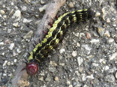 Hemileuca nevadensis