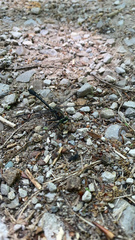 Hylogomphus adelphus
