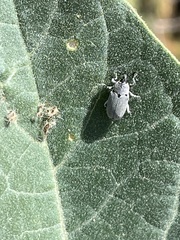 Trichobaris compacta