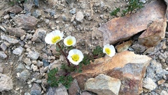 Ranunculus glacialis