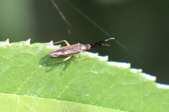 Heterotoma planicornis