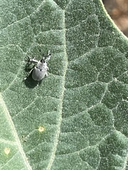 Trichobaris compacta