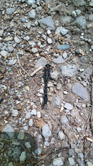 Hylogomphus adelphus