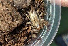 Euscorpius candiota