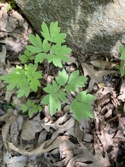 Lamprocapnos spectabilis