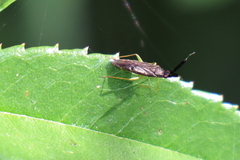 Heterotoma planicornis