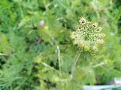 Daucus carota