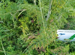 Daucus carota