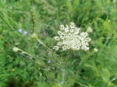 Daucus carota