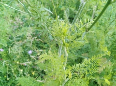 Daucus carota
