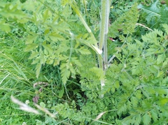 Daucus carota