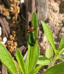 Calleida punctata