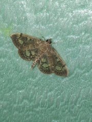 Anania coronata