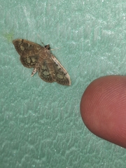 Anania coronata