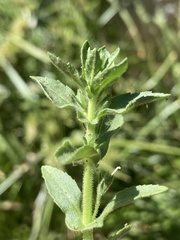 Stemodia durantifolia