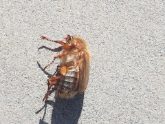 Amphimallon solstitiale solstitiale