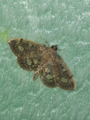 Anania coronata