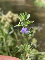 Stemodia durantifolia