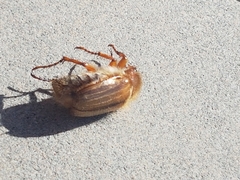 Amphimallon solstitiale solstitiale