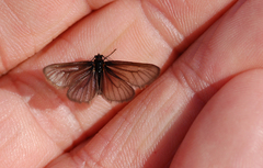 Heterogynis penella