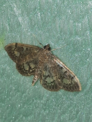 Anania coronata
