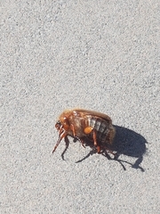 Amphimallon solstitiale solstitiale