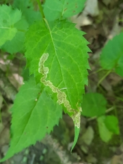 Liriomyza limopsis
