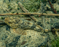 Cottus metae