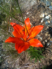 Lilium bulbiferum