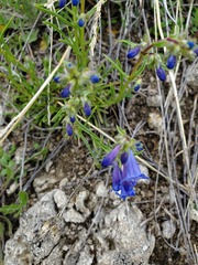 Penstemon aridus
