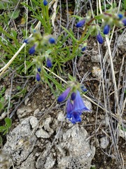 Penstemon aridus