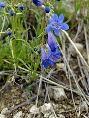 Penstemon aridus