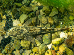 Cottus metae
