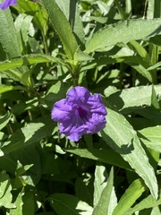 Ruellia