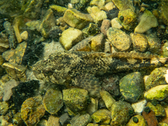Cottus metae
