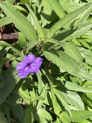 Ruellia