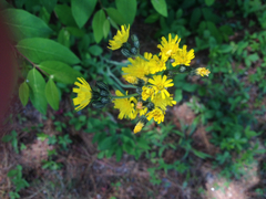 Pilosella caespitosa