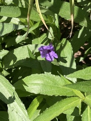 Ruellia