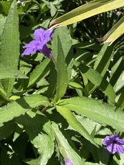 Ruellia