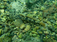 Cottus metae
