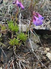 Penstemon aridus